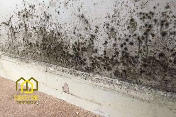 What’s the First Step to Take When You Notice Damp on a Party Wall Greenford?